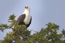 African fish eagle 