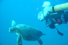 Diving in Mozambique 