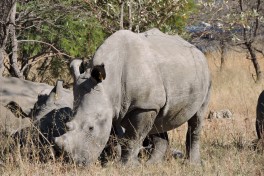 Matobo rhino  by Mike