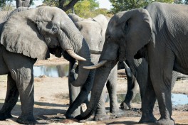 Elephan Hwange zimbabwe animal 