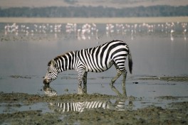 Ngorongoro Crater zebra 