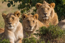 Mara lion family 