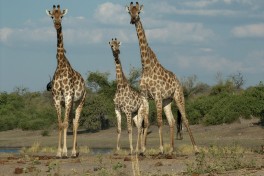 Ani giraffe chobe 