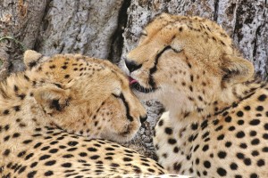 Cheetahs in East Africa
