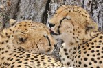 Cheetahs in East Africa
