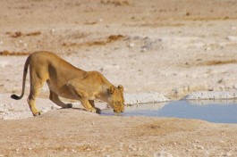Lioness drinking 