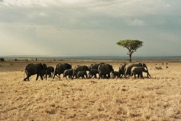 Mara elephants  by John and Melanie (Illingworth) Kotsopoulos 