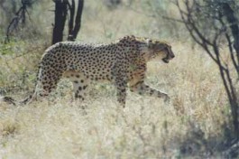 Budget Kruger Safari - cheetah 