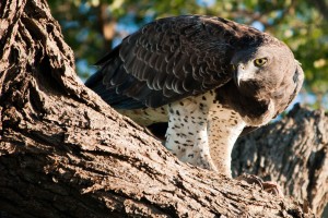 Kruger Safari eagle by Chris Eason