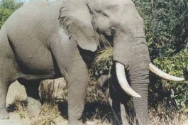 Big 5 Kruger Safari - elephant 