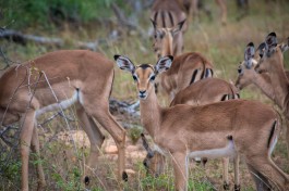 Wildlife on Kruger Safari 