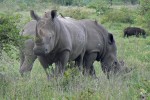 Kruger Safari rhinos