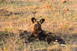 Kruger Safari wild dog 