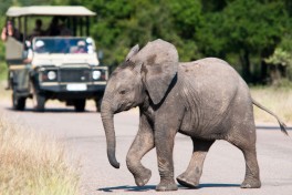 Kruger Safari Big 5 elephant  by Chris Eason