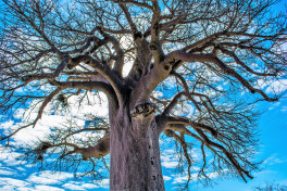 Baobab tree, Botswana safari 