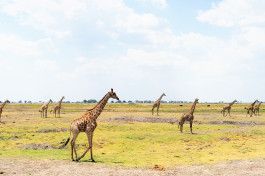 Chobe safari giraffes 