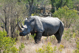 Khama Rhino Sanctuary, Botswana 