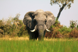 Okavango Delta Elephant 