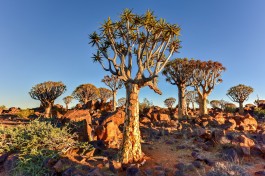 Quiver tree forest, Namibia 