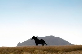 Wild horses namib desert 