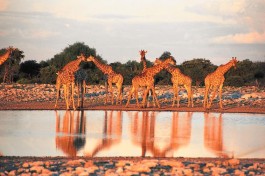 Etosha wildlife 