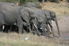 Etosha elephants 
