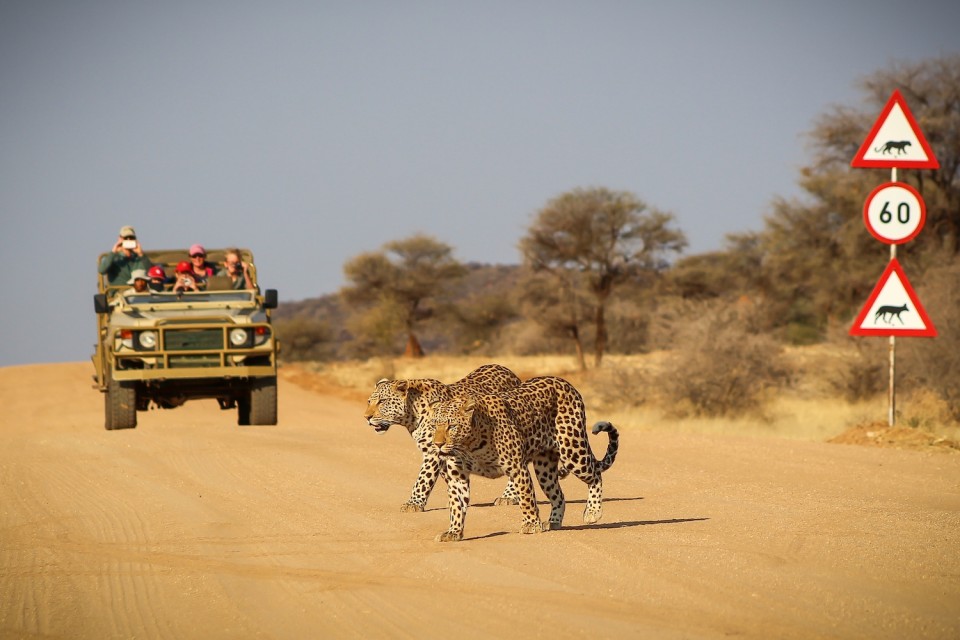 Okonjima game drive leopards