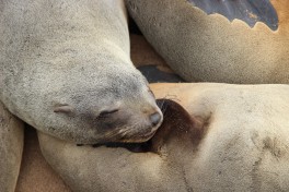 Cape Cross seals 