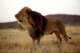 Okonjima lion 