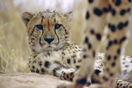 Okonjima cheetahs 
