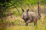 Kruger rhino calf