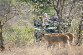 Lions 