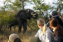 Game Drive 