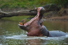 Hippo 