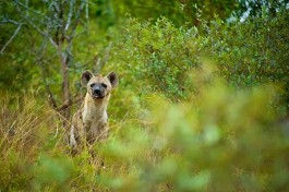 Hyena 