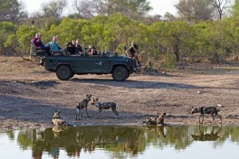Wild dogs 