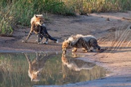 Cheetah cubs 