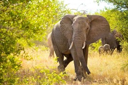 Elephants 