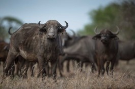 Buffalo herd 