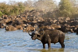 Kruger buffalos 
