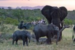 Kruger elephants 