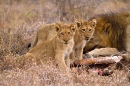 Lions 