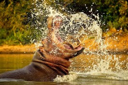 Hippo 