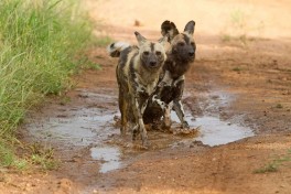 Wild dogs 