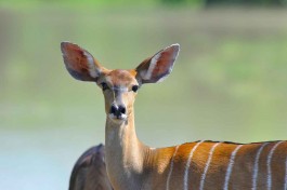 Antelope 