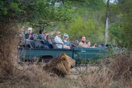 Lion sighting 