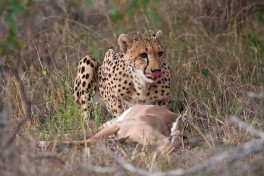 Kruger cheetah 