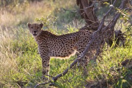 Cheetah 