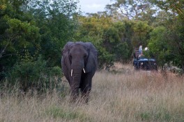 Elephant sighting 