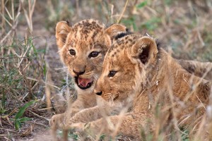 Kruger Park Safari lion cubs